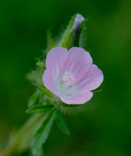 Althea hirsuta?  S