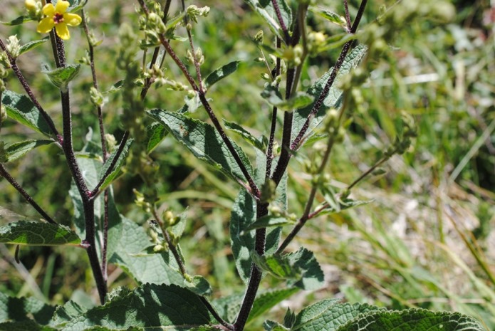 Verbascum chaixii (Scrophulariaceae)