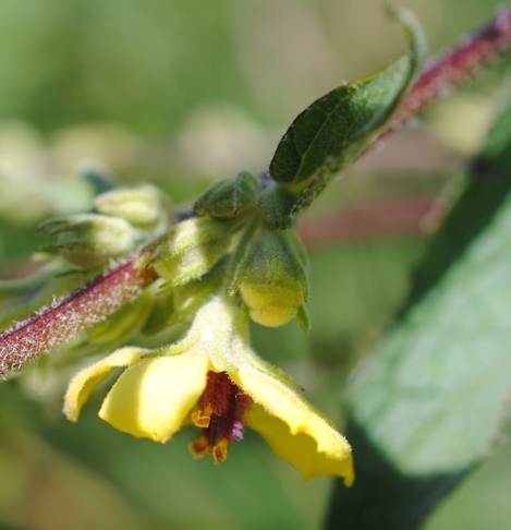 Verbascum chaixii (Scrophulariaceae)