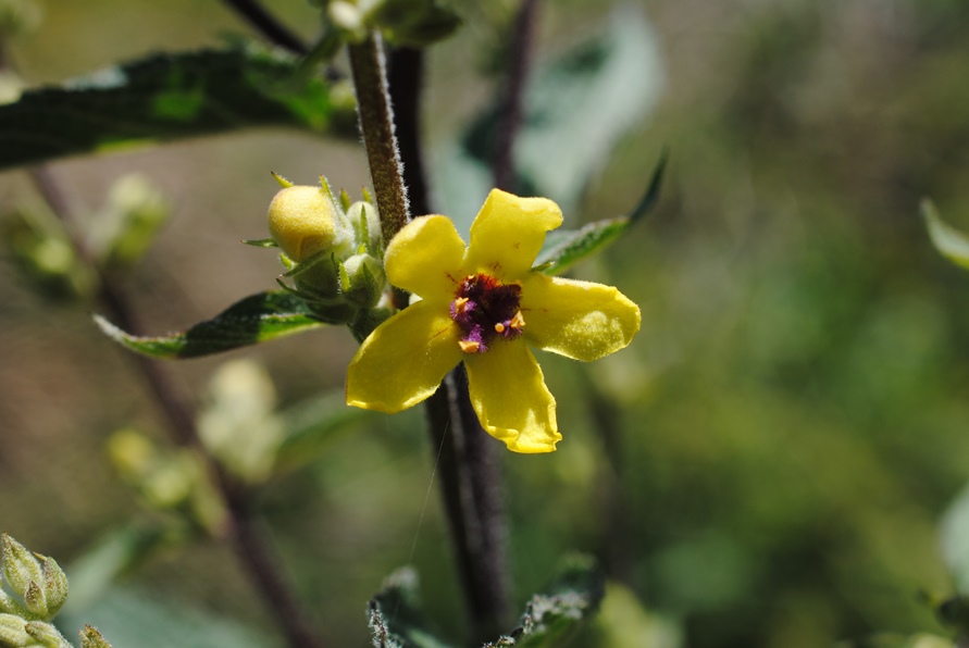 Verbascum chaixii (Scrophulariaceae)