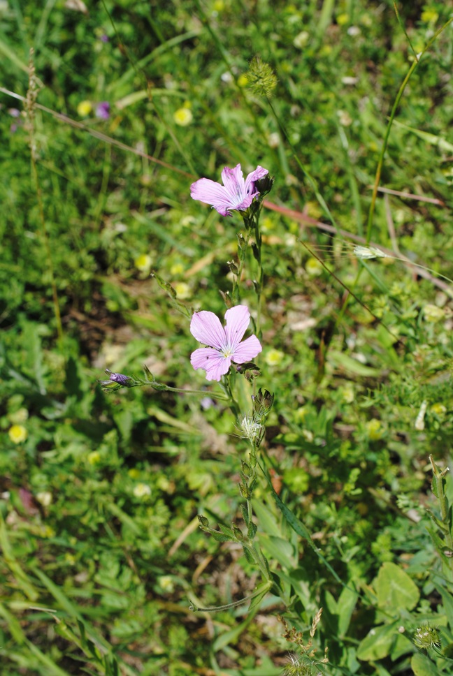 Linum viscosum?