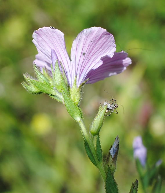 Linum viscosum?