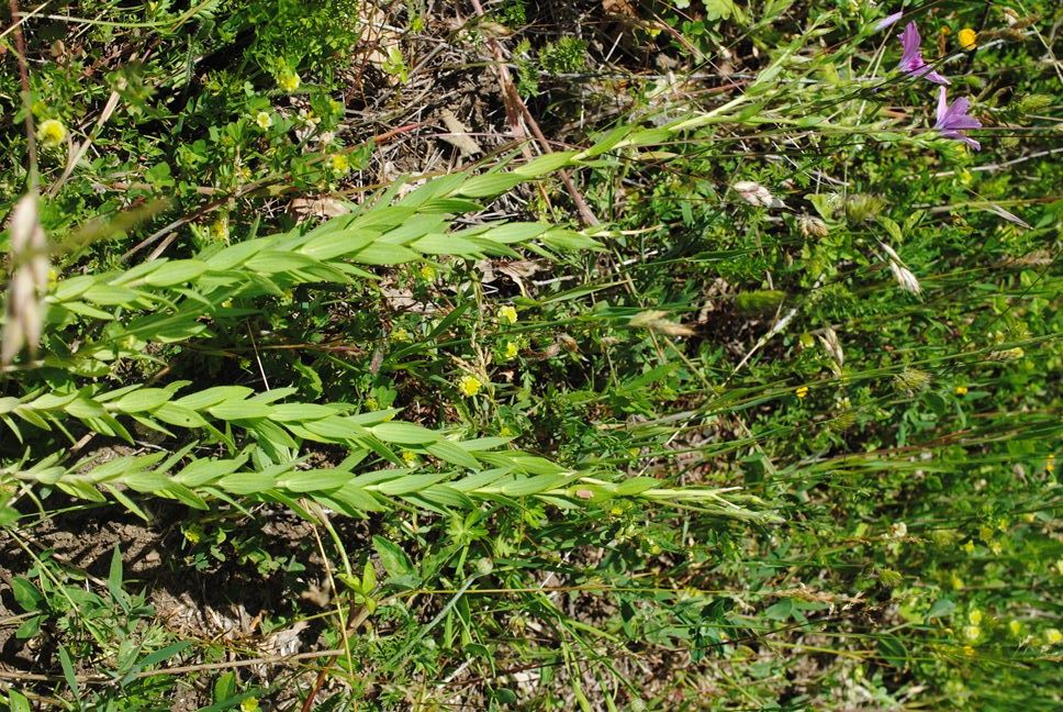 Linum viscosum?