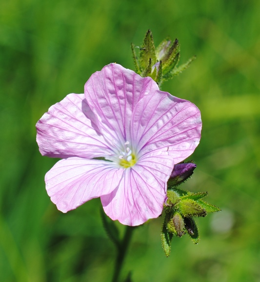 Linum viscosum?