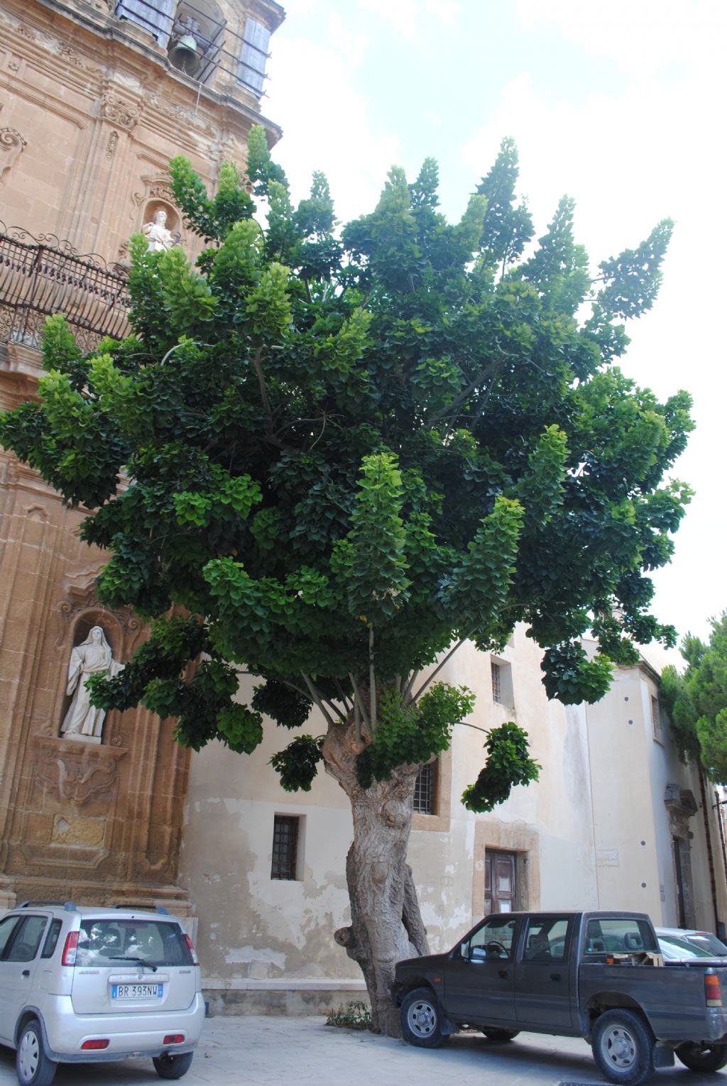 Albero a Mazara del Vallo: Erythrina cfr. caffra