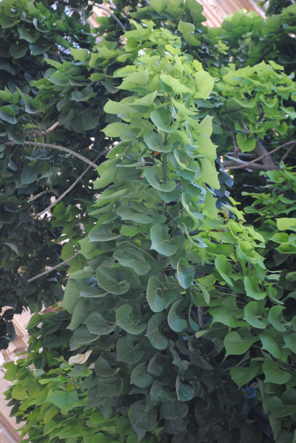 Albero a Mazara del Vallo: Erythrina cfr. caffra