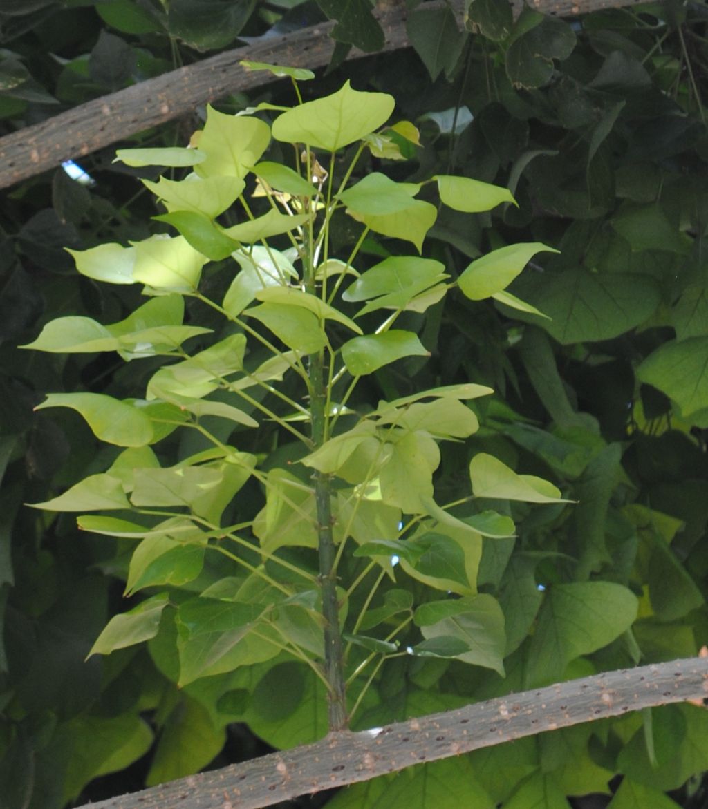 Albero a Mazara del Vallo: Erythrina cfr. caffra