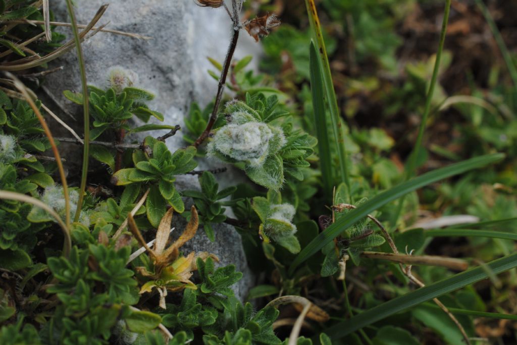 Nessuna idea....Thymus sp.