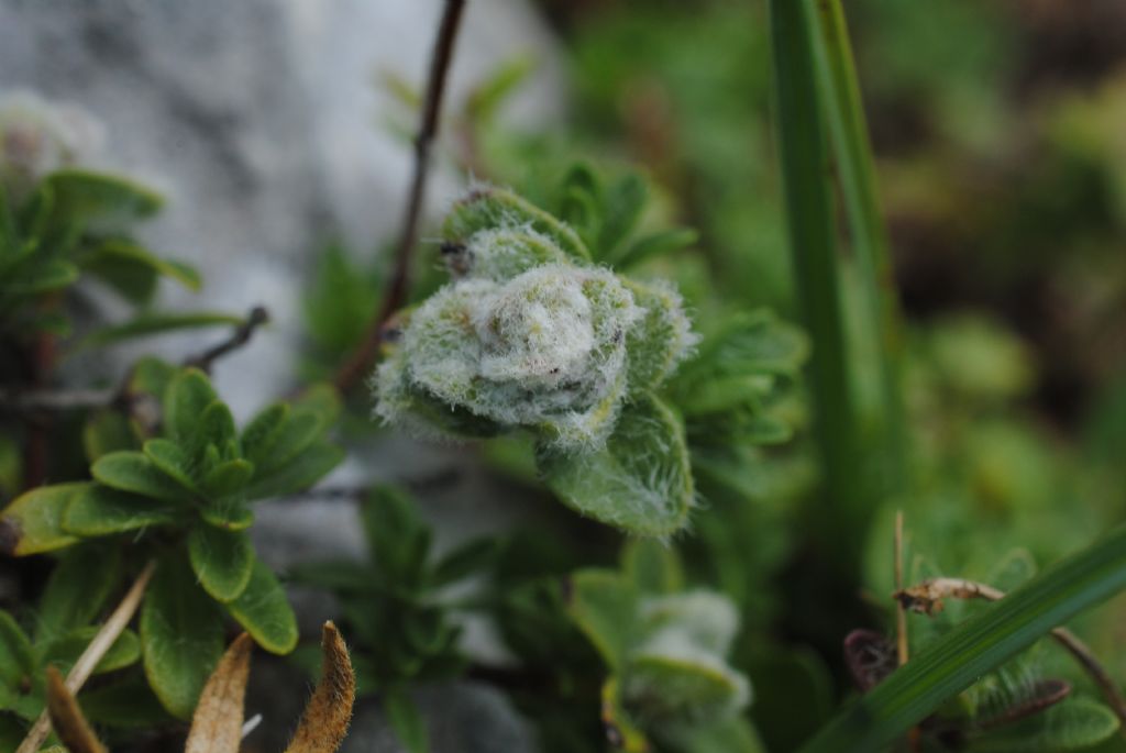 Nessuna idea....Thymus sp.