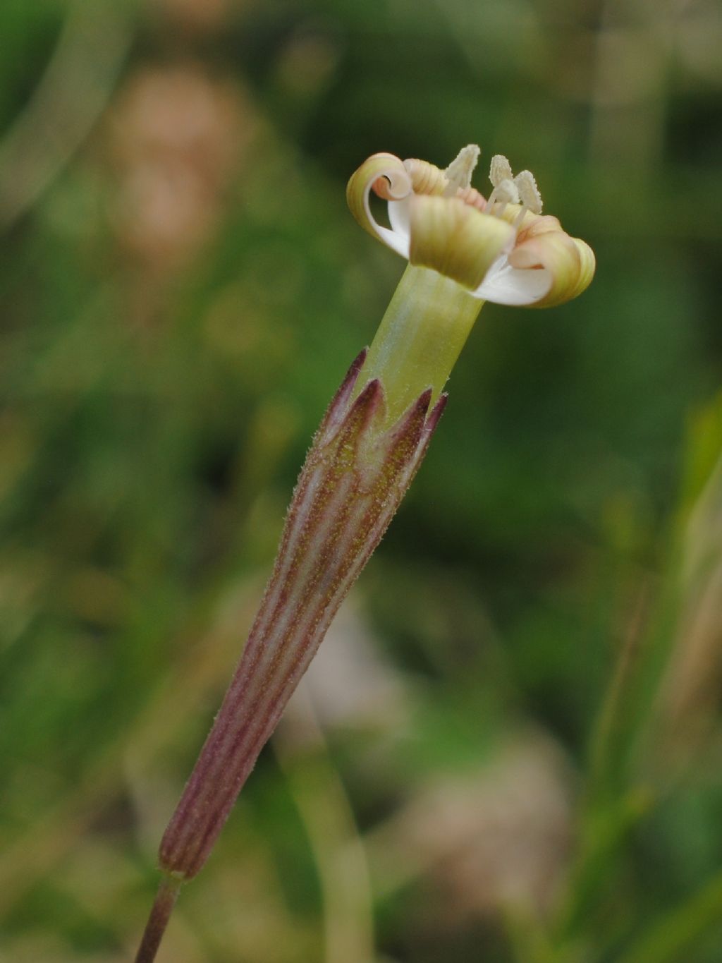 Piccolissima Silene?