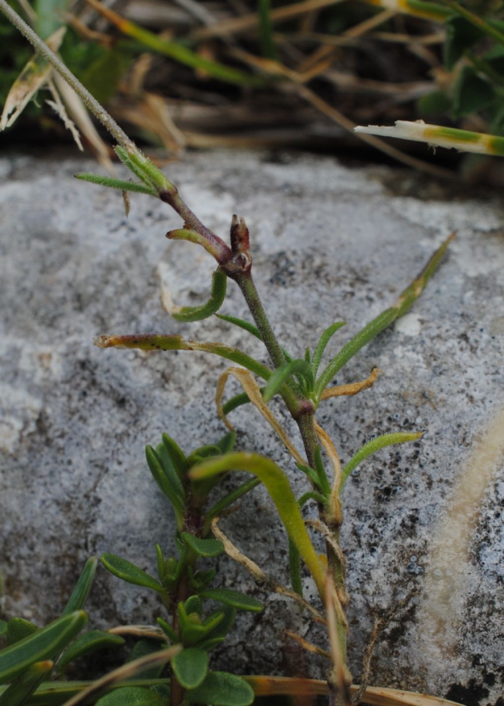 Piccolissima Silene?