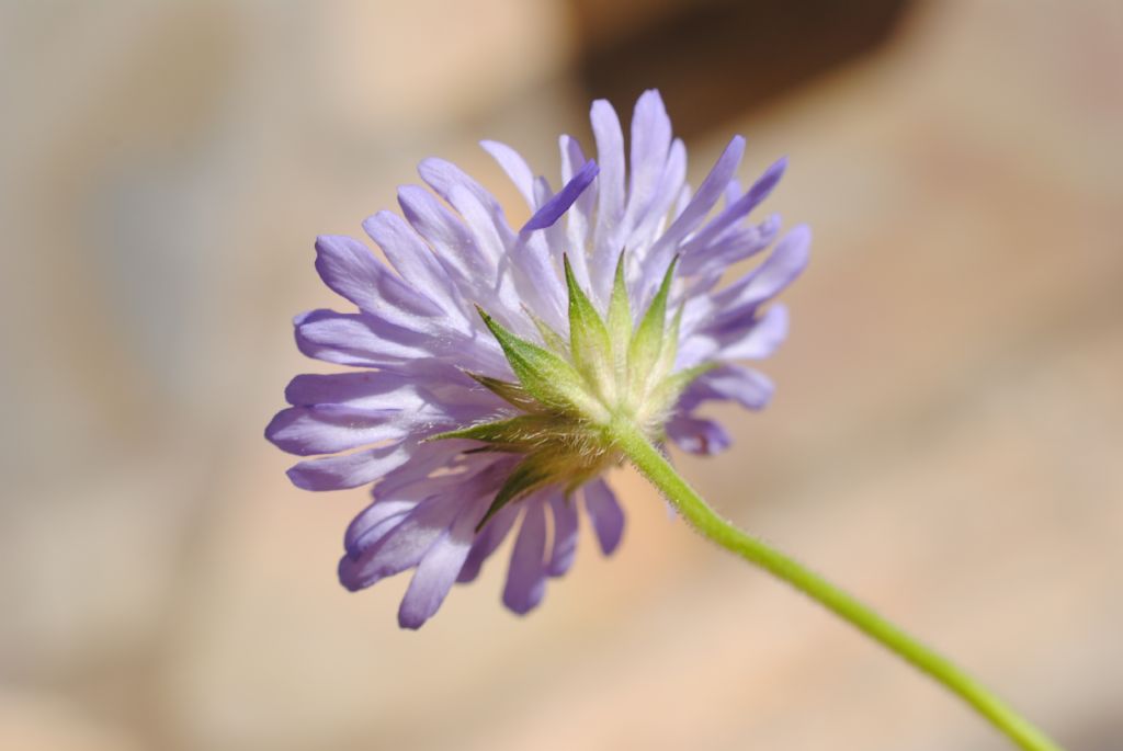 Scabiosa??