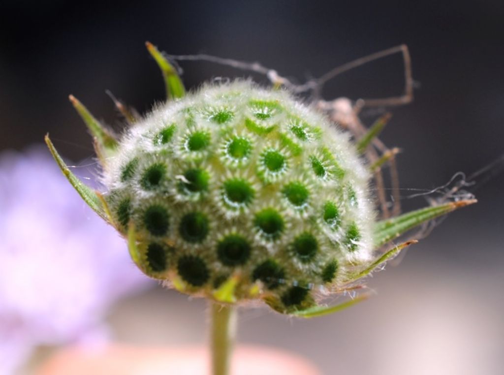 Scabiosa??