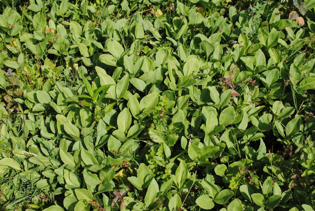 Menyanthes trifoliata (Menyanthaceae)