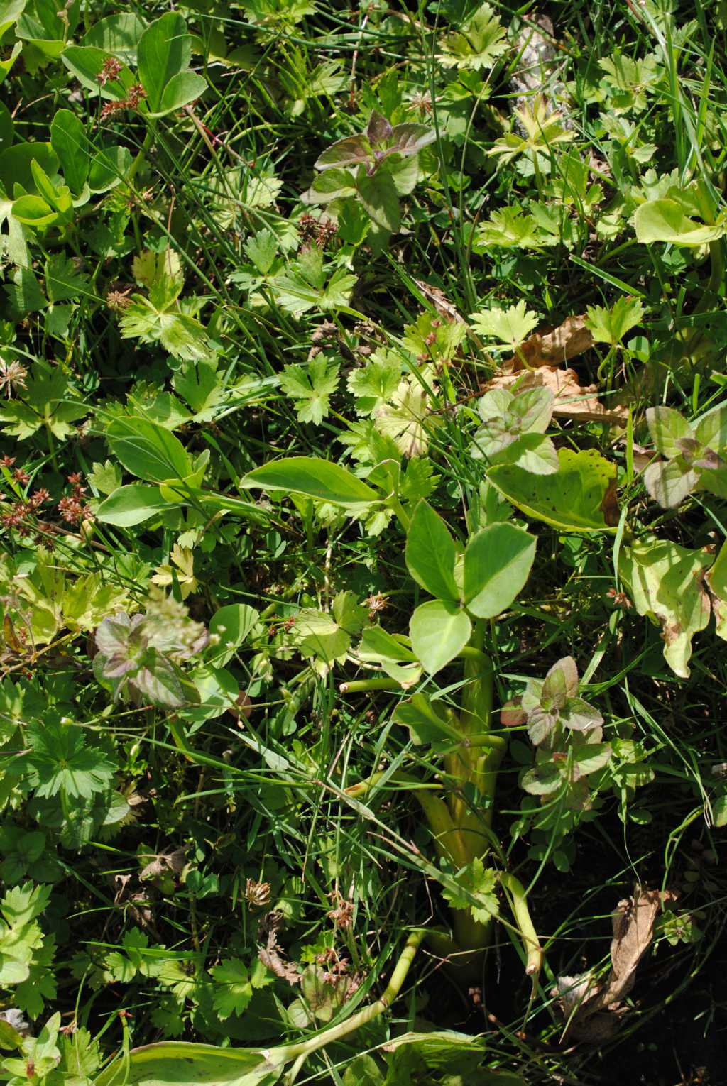 Menyanthes trifoliata (Menyanthaceae)