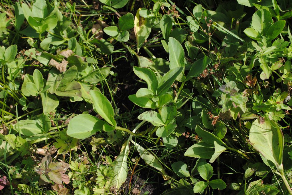 Menyanthes trifoliata (Menyanthaceae)