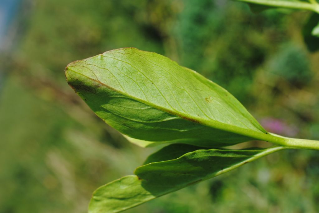 Menyanthes trifoliata (Menyanthaceae)