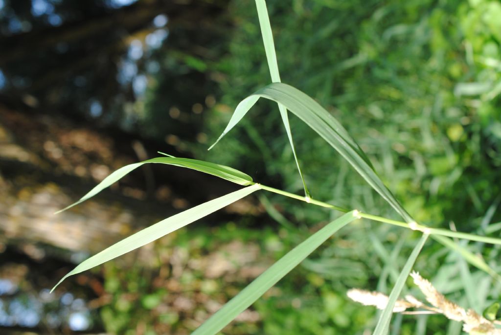 Phalaris arundinacea subsp. arundinacea