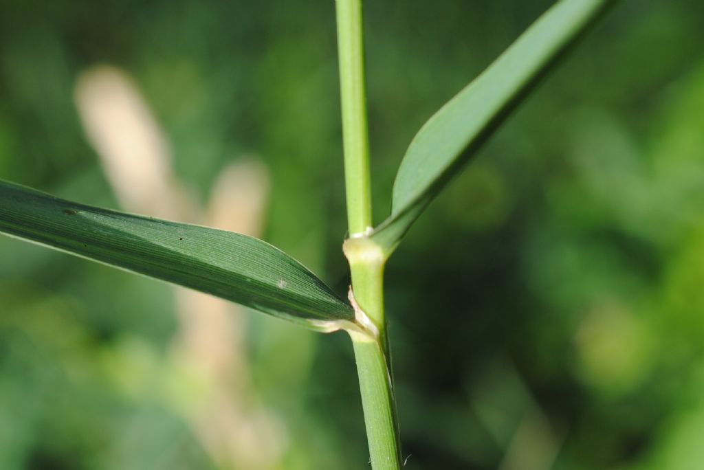 Phalaris arundinacea subsp. arundinacea