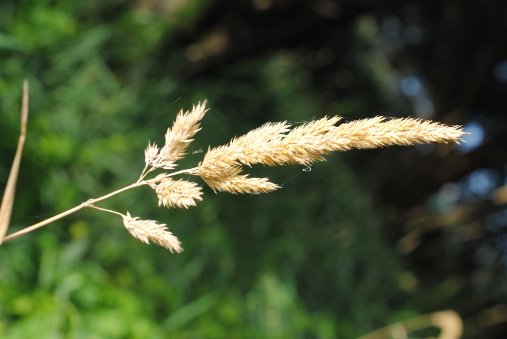 Phalaris arundinacea subsp. arundinacea