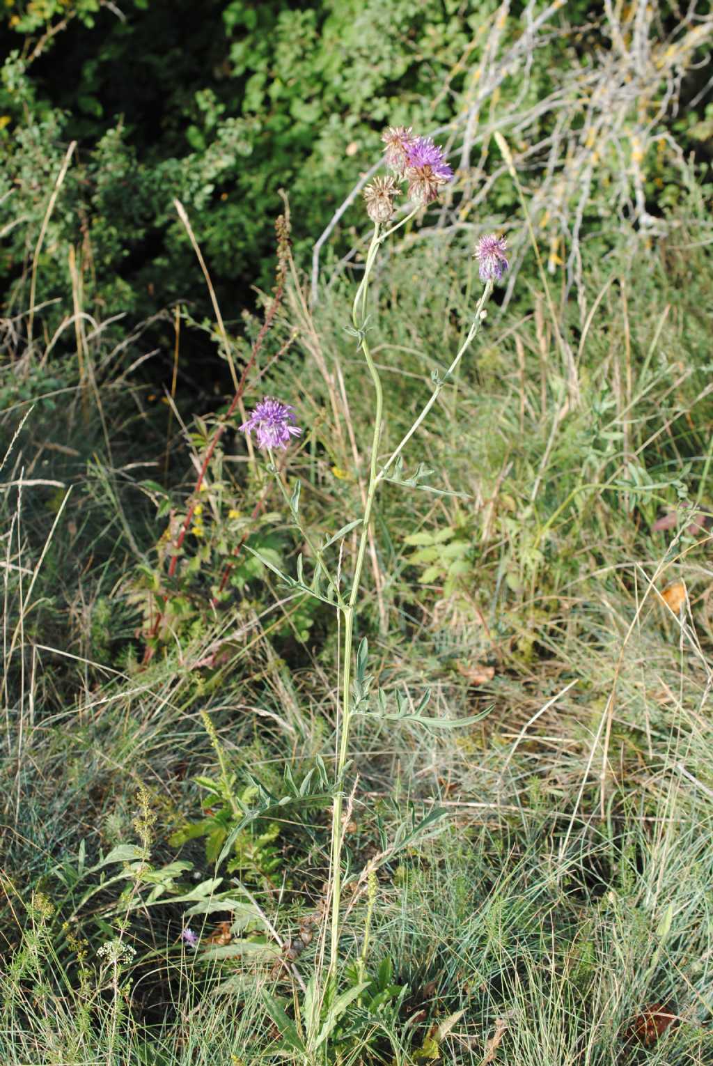 Centaurea? S, Centaurea scabiosa s.l.