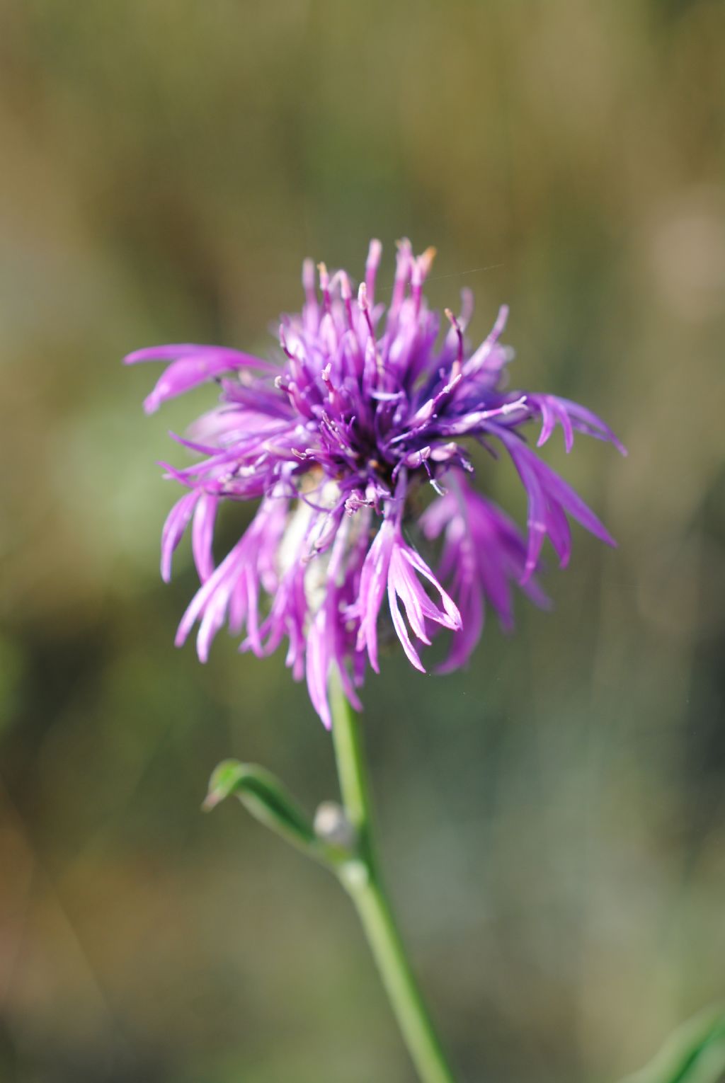 Centaurea? S, Centaurea scabiosa s.l.