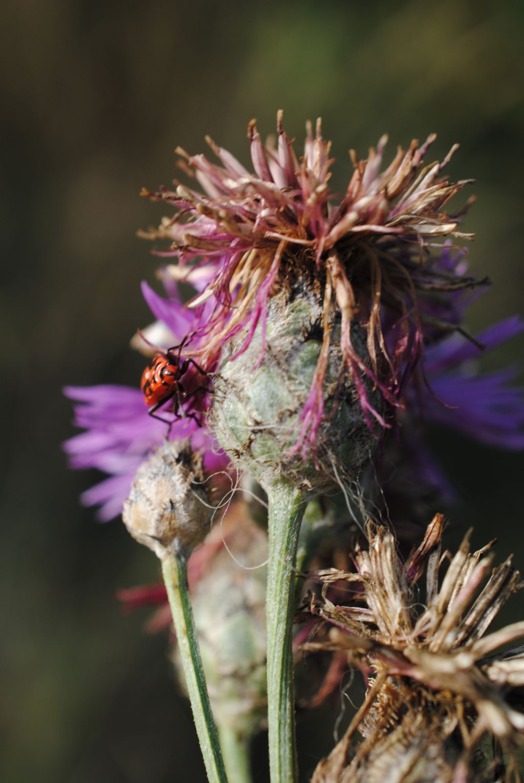 Centaurea? S, Centaurea scabiosa s.l.