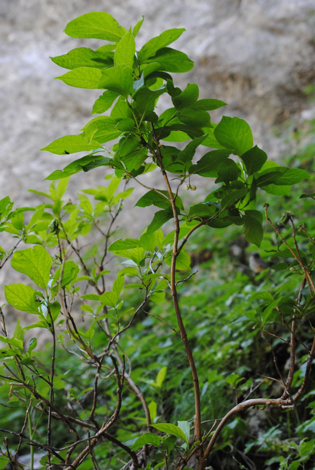 Lonicera alpigena...