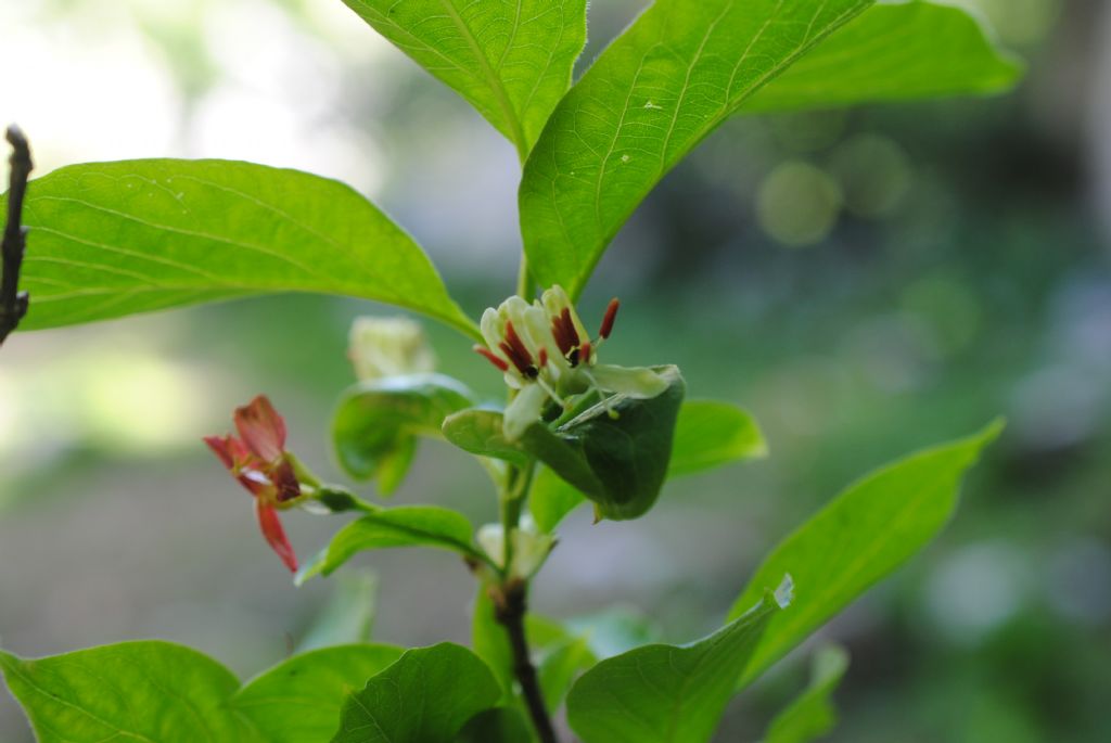 Lonicera alpigena...