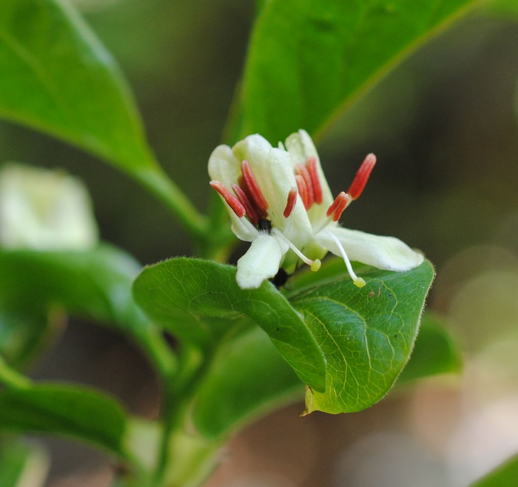 Lonicera alpigena...