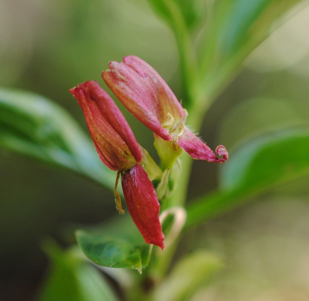 Lonicera alpigena...