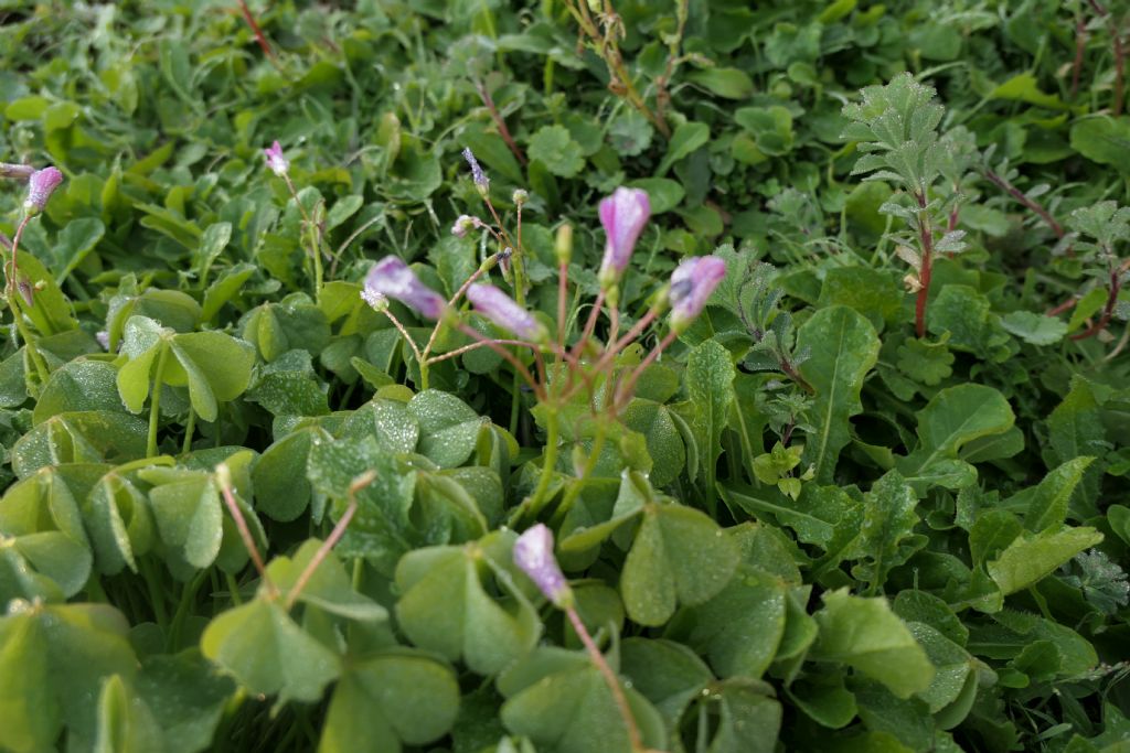 Quale Oxalis? Oxalis articulata