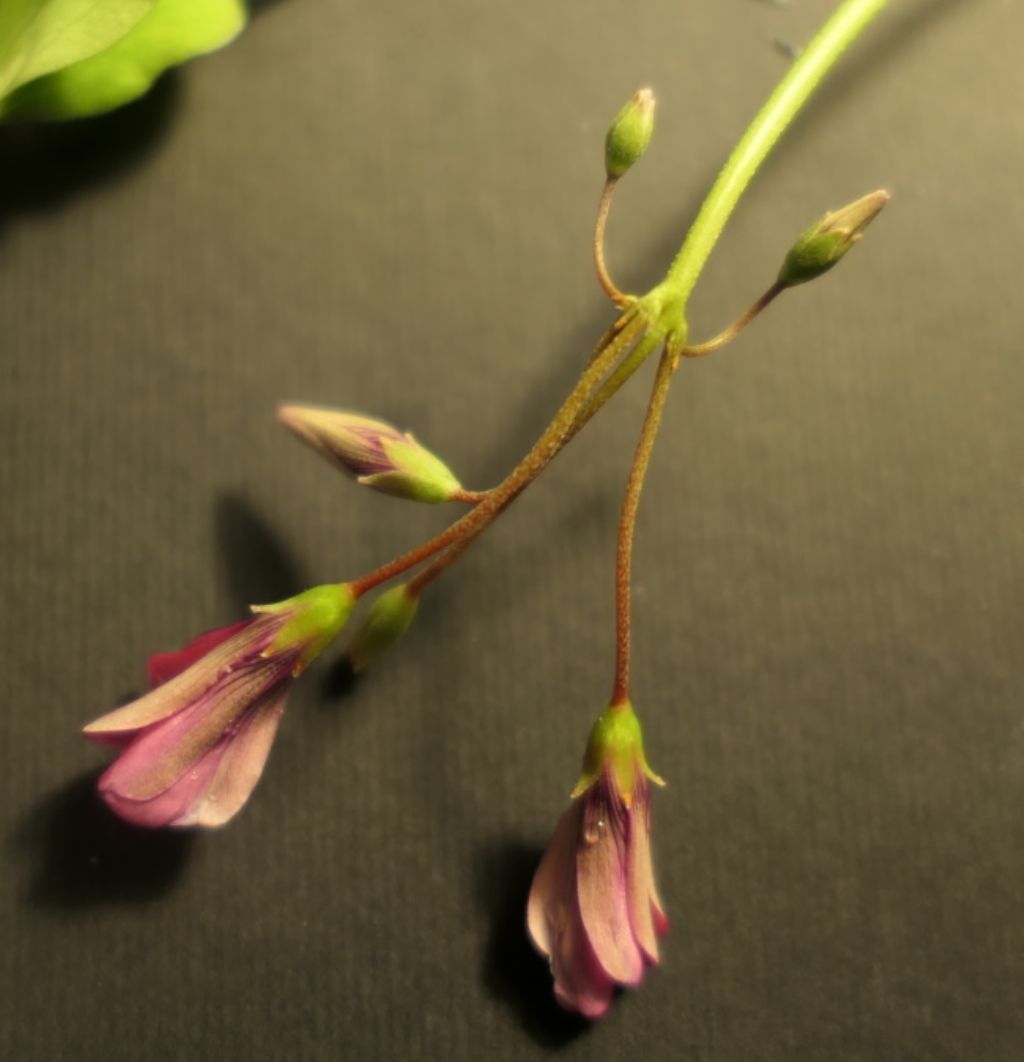 Quale Oxalis? Oxalis articulata