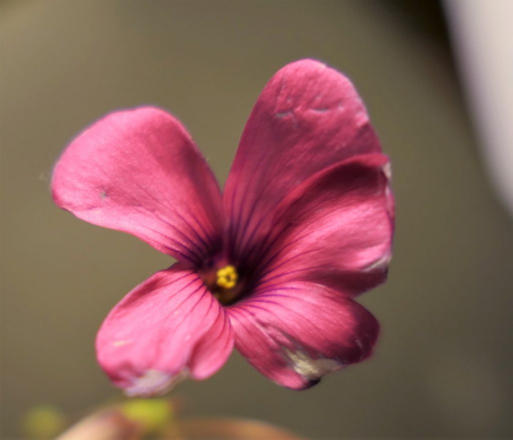 Quale Oxalis? Oxalis articulata