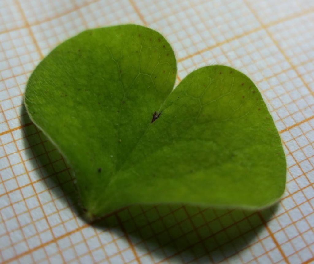 Quale Oxalis? Oxalis articulata