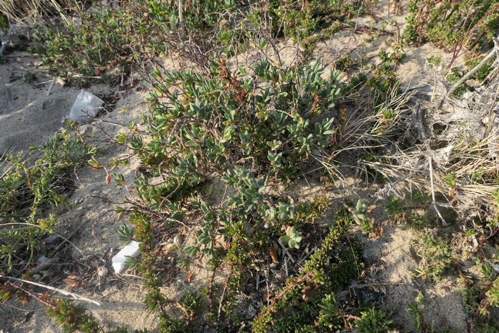 Vuoto di memoria... Polygonum maritimum