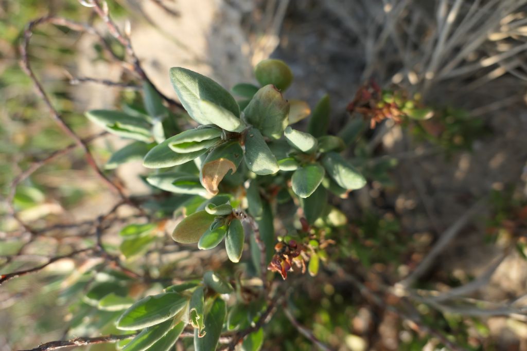 Vuoto di memoria... Polygonum maritimum