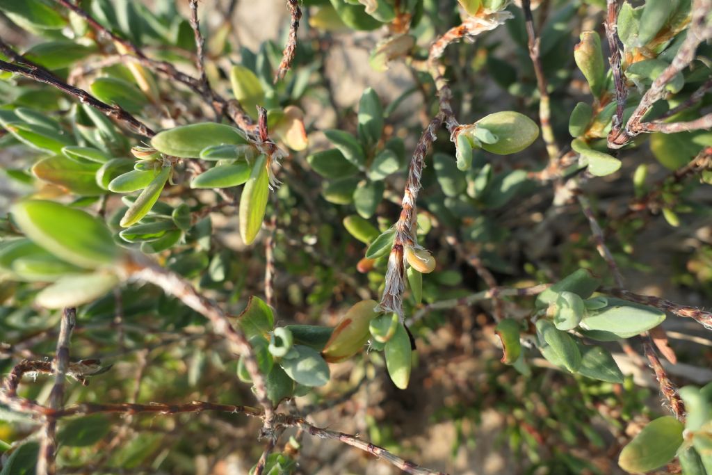 Vuoto di memoria... Polygonum maritimum