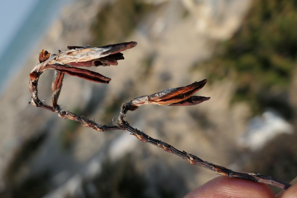 Vuoto di memoria... Polygonum maritimum