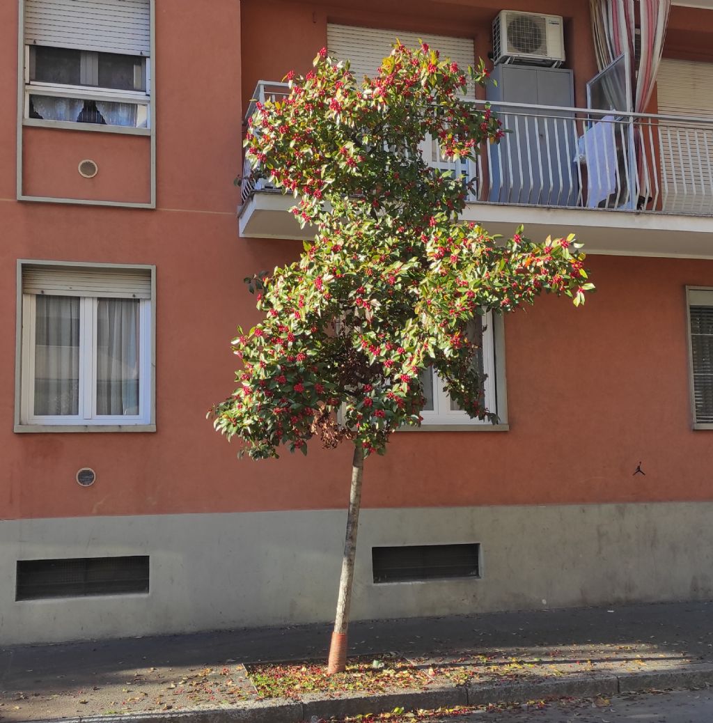 Albero ornamentale:   Crataegus  lavalleei  (cv ?)