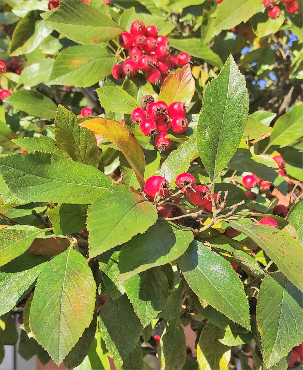 Albero ornamentale:   Crataegus  lavalleei  (cv ?)