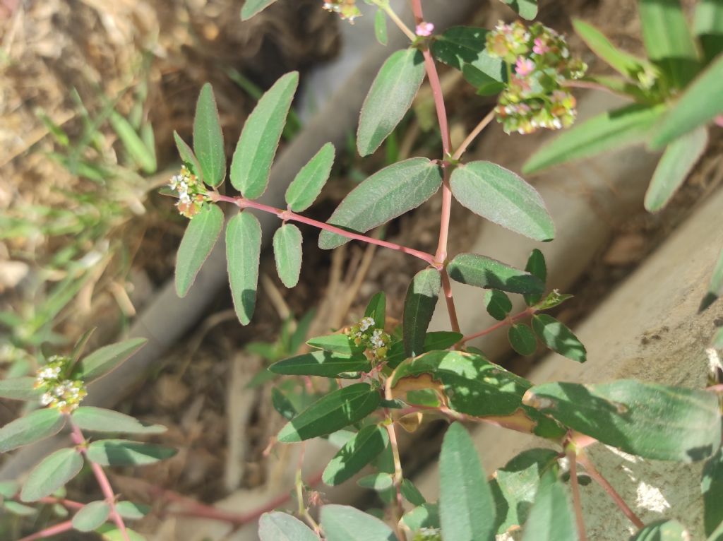 Euphorbia hypericifolia (Malta)