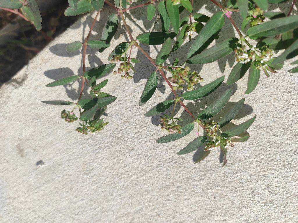 Euphorbia hypericifolia (Malta)