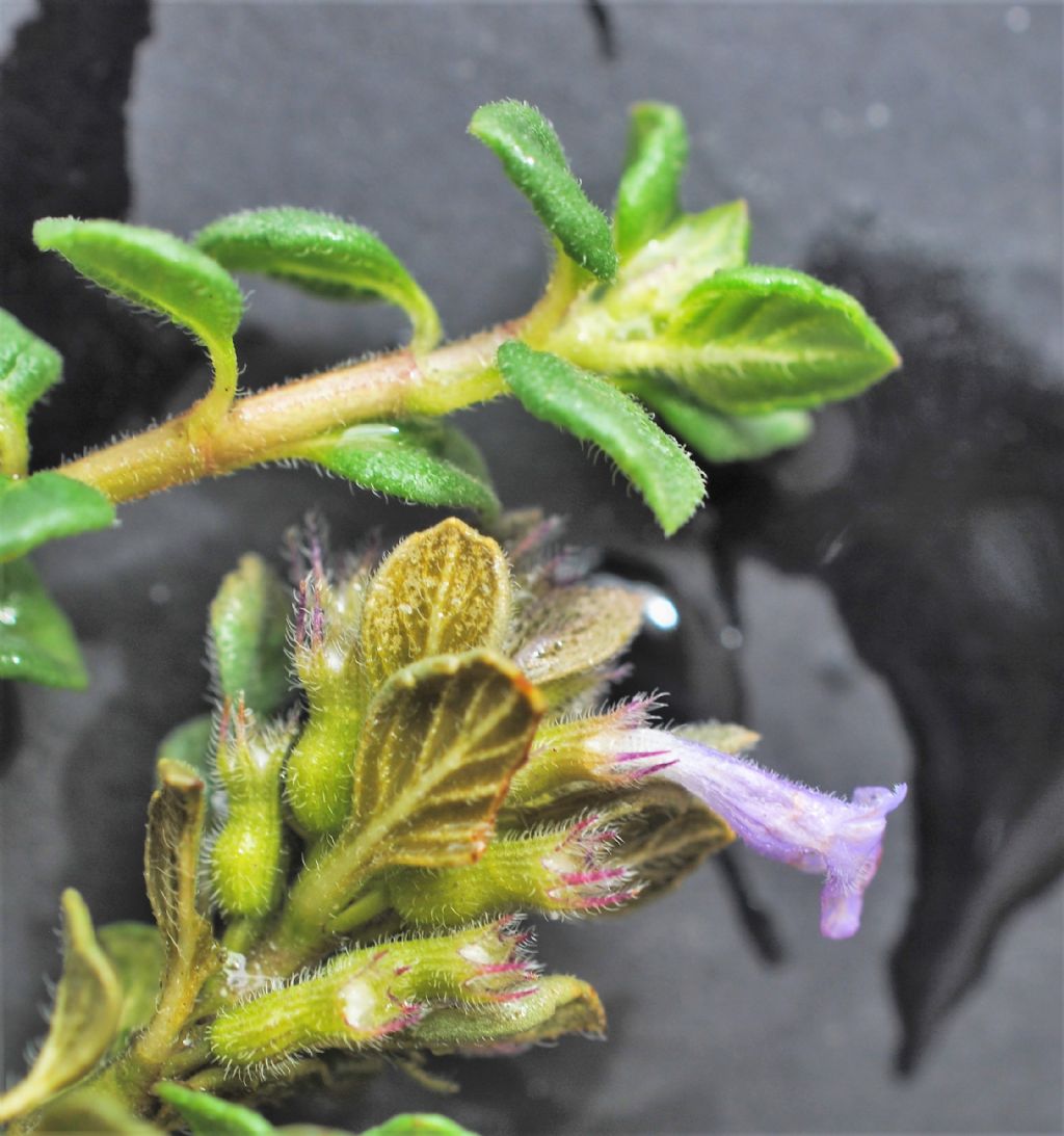 Clinopodium? Ziziphora granatensis (= Clinopodium alpinum)