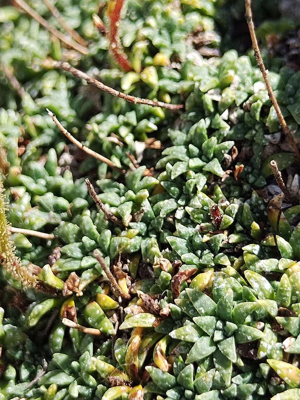 Saxifraga caesia? S