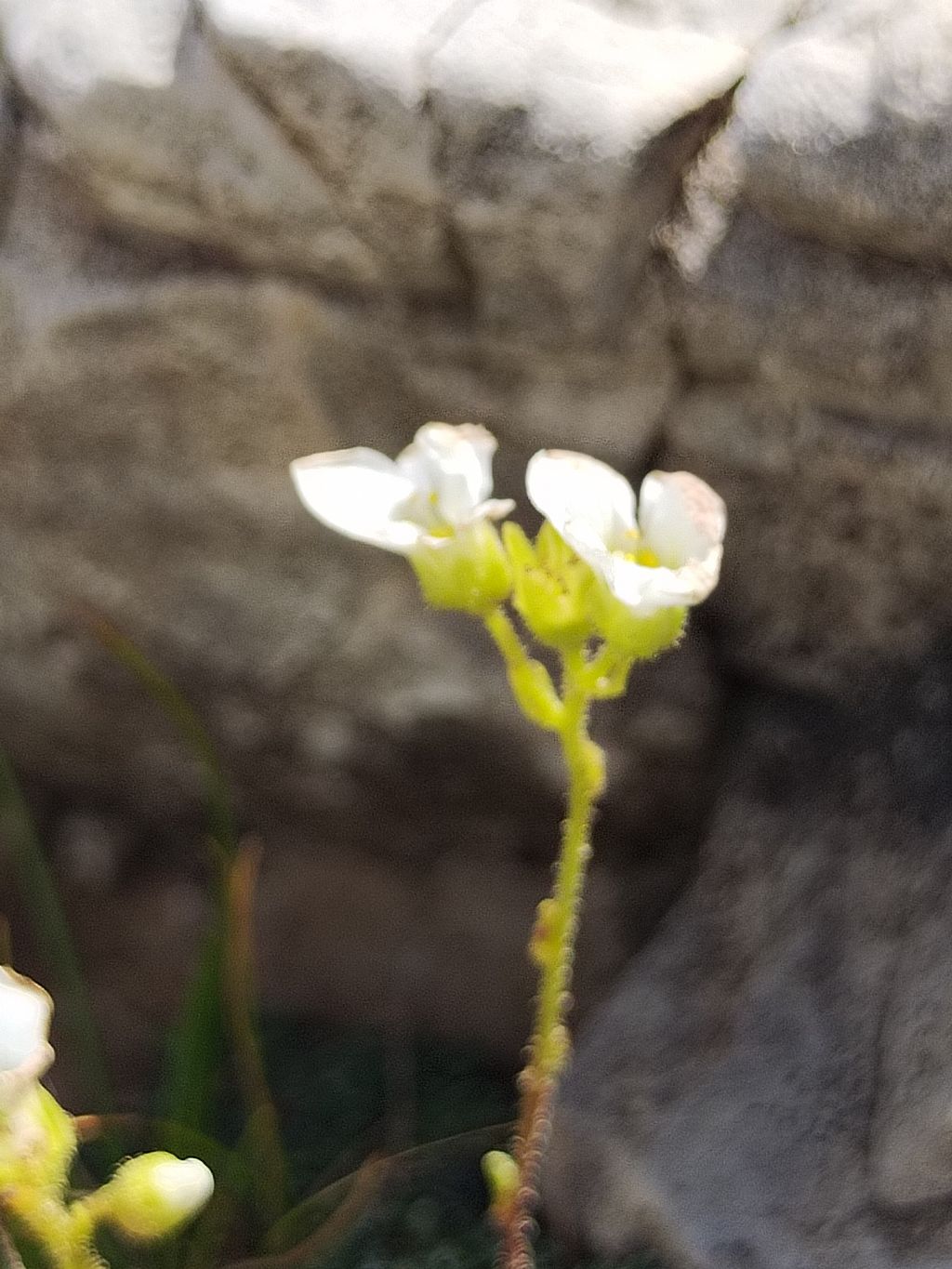 Saxifraga caesia? S