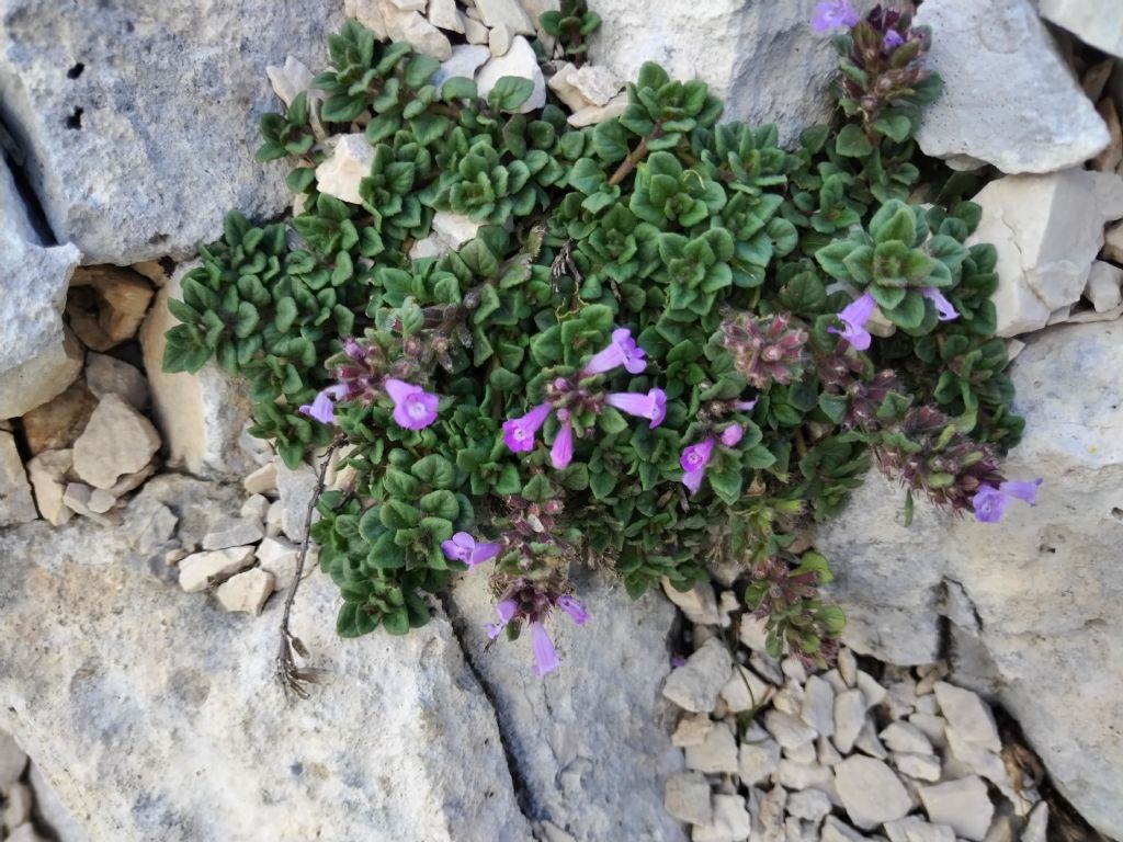 Clinopodium? Ziziphora granatensis (= Clinopodium alpinum)