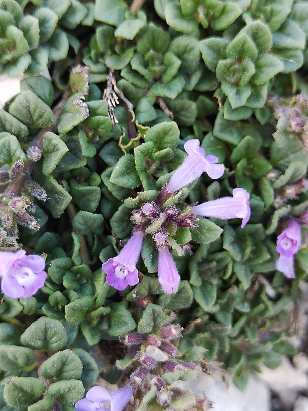 Clinopodium? Ziziphora granatensis (= Clinopodium alpinum)