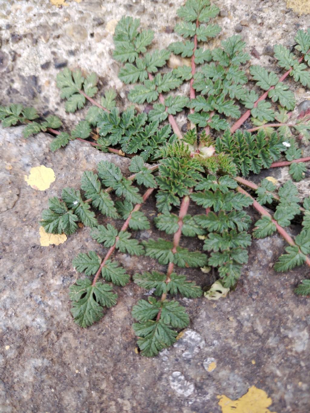 Erodium cicutarium?