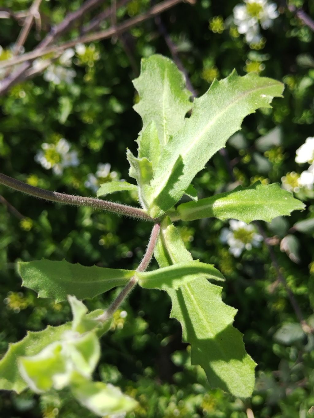 Senza frutto...Thlaspi?